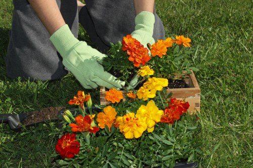 Professional gardener trimming a hedge
